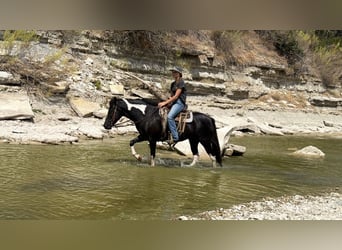 American Paint Horse Mestizo, Yegua, 9 años, Pío