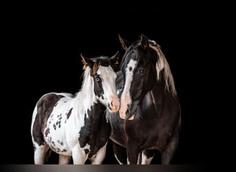 American Paint Horse, Yegua, 9 años, Tobiano-todas las-capas