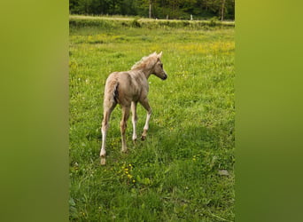 American Paint Horse, Yegua, Potro (04/2026), 148 cm, Palomino