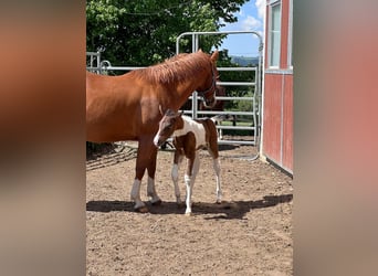 American Paint Horse, Yegua, Potro (05/2026), 148 cm, Tobiano-todas las-capas