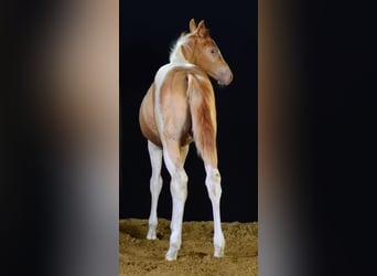 American Paint Horse, Yegua, Potro (05/2025), 150 cm, Champán