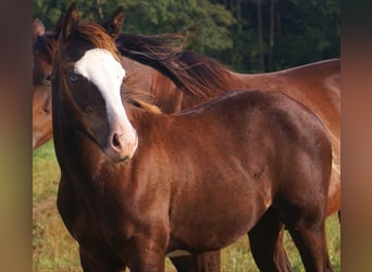 American Paint Horse, Yegua, Potro (03/2026), 150 cm, Overo-todas las-capas