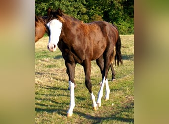 American Paint Horse, Yegua, Potro (03/2026), 150 cm, Overo-todas las-capas