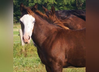 American Paint Horse, Yegua, Potro (03/2026), 150 cm, Overo-todas las-capas