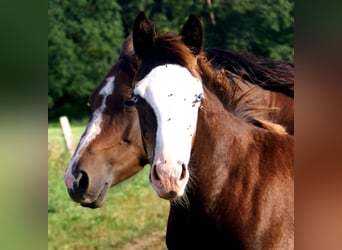 American Paint Horse, Yegua, Potro (03/2026), 150 cm, Overo-todas las-capas