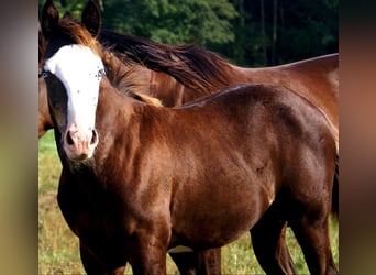 American Paint Horse, Yegua, Potro (03/2026), 150 cm, Overo-todas las-capas