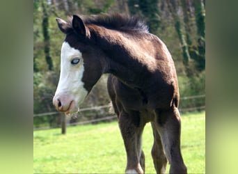 American Paint Horse, Yegua, Potro (03/2026), 150 cm, Overo-todas las-capas