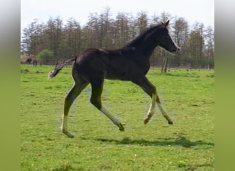 American Paint Horse, Yegua, Potro (03/2026), 150 cm, Overo-todas las-capas