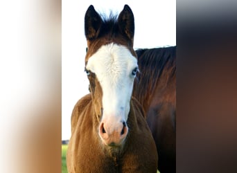 American Paint Horse, Yegua, Potro (03/2026), 150 cm, Overo-todas las-capas