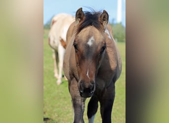 American Paint Horse, Yegua, Potro (05/2025), 150 cm, Tobiano-todas las-capas