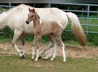 American Paint Horse, Yegua, Potro (05/2025), 150 cm, Tobiano-todas las-capas