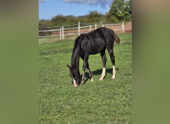 American Paint Horse, Yegua, Potro (04/2026), 152 cm, Negro