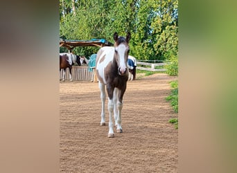 American Paint Horse, Yegua, Potro (04/2026), 152 cm, Pío