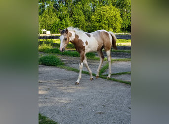 American Paint Horse, Yegua, Potro (04/2026), 152 cm, Pío