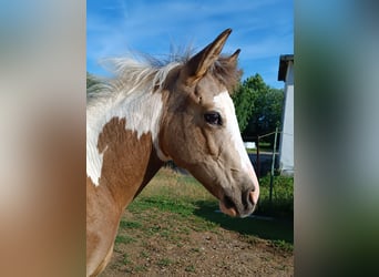American Paint Horse, Yegua, Potro (04/2026), 152 cm, Pío