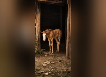 American Paint Horse, Yegua, Potro (05/2026), 153 cm, Overo-todas las-capas