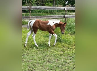 American Paint Horse, Yegua, Potro (05/2026), 153 cm, Tobiano-todas las-capas
