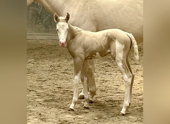 American Paint Horse, Yegua, Potro (04/2026), 154 cm, Overo-todas las-capas