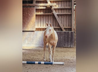 American Paint Horse, Yegua, Potro (04/2026), 154 cm, Overo-todas las-capas