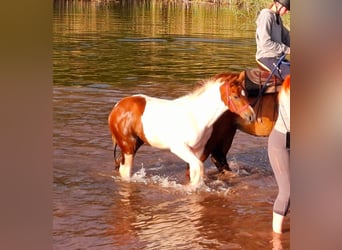 American Paint Horse, Yegua, Potro (05/2025), 154 cm, Pío