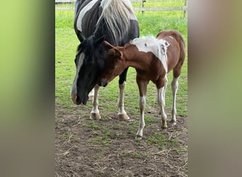 American Paint Horse, Yegua, Potro (05/2026), 154 cm, Tobiano-todas las-capas