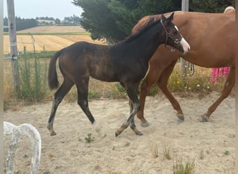 American Paint Horse, Yegua, Potro (04/2026), 155 cm, Castaño oscuro