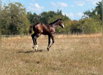 American Paint Horse, Yegua, Potro (04/2026), 155 cm, Castaño oscuro