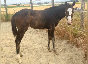 American Paint Horse, Yegua, Potro (04/2026), 155 cm, Castaño oscuro