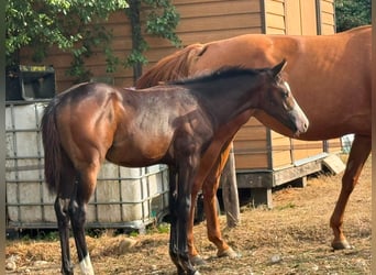 American Paint Horse, Yegua, Potro (04/2026), 155 cm, Castaño oscuro