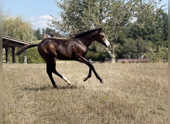 American Paint Horse, Yegua, Potro (04/2026), 155 cm, Castaño oscuro