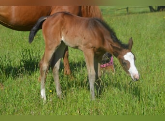 American Paint Horse, Yegua, Potro (04/2026), 155 cm, Castaño oscuro