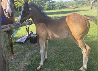 American Paint Horse, Yegua, Potro (04/2026), 155 cm, Castaño oscuro