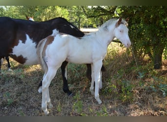 American Paint Horse, Yegua, Potro (01/2026), 155 cm, Overo-todas las-capas