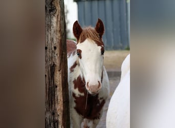 American Paint Horse, Yegua, Potro (05/2025), 155 cm, Overo-todas las-capas