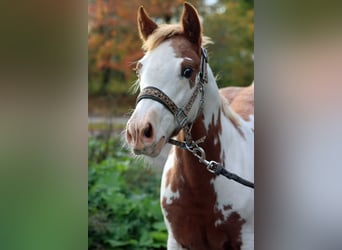 American Paint Horse, Yegua, Potro (05/2025), 155 cm, Overo-todas las-capas