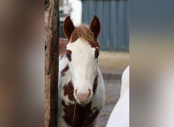 American Paint Horse, Yegua, Potro (05/2025), 155 cm, Overo-todas las-capas