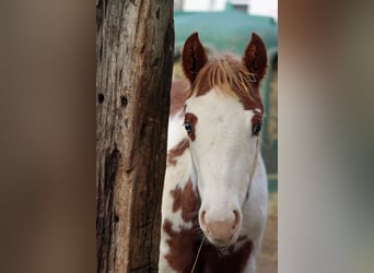 American Paint Horse, Yegua, Potro (05/2025), 155 cm, Overo-todas las-capas