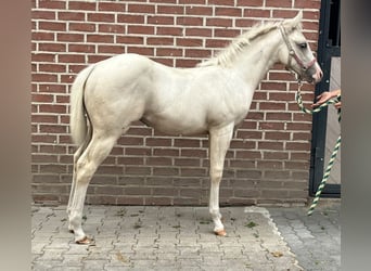 American Paint Horse, Yegua, Potro (04/2026), 155 cm, Palomino