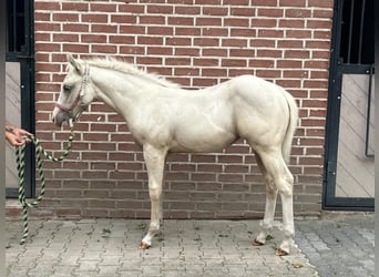 American Paint Horse, Yegua, Potro (04/2026), 155 cm, Palomino