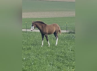 American Paint Horse Mestizo, Yegua, Potro (06/2026), 155 cm, Tobiano-todas las-capas