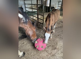 American Paint Horse Mestizo, Yegua, Potro (06/2026), 155 cm, Tobiano-todas las-capas