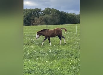 American Paint Horse Mestizo, Yegua, Potro (06/2026), 155 cm, Tobiano-todas las-capas