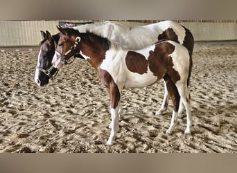 American Paint Horse, Yegua, Potro (03/2026), 157 cm, Tobiano-todas las-capas