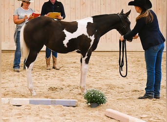American Paint Horse, Yegua, Potro (04/2026), 158 cm, Negro