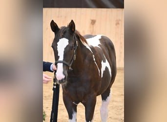 American Paint Horse, Yegua, Potro (04/2026), 158 cm, Negro