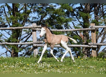 American Paint Horse, Yegua, Potro (03/2026), Grullo