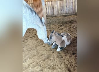 American Paint Horse, Yegua, Potro (03/2026), Overo-todas las-capas