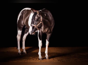 American Paint Horse, Yegua, Potro (03/2026), Overo-todas las-capas