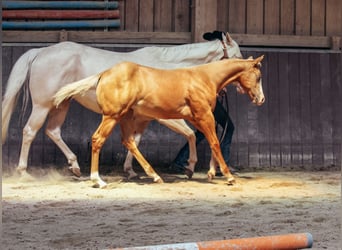 American Paint Horse, Yegua, Potro (03/2025), Palomino