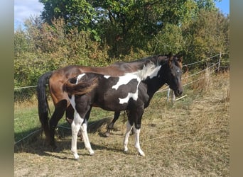 American Paint Horse, Yegua, Potro (05/2026), Tobiano-todas las-capas